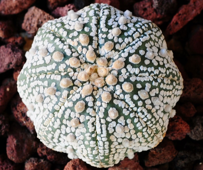 Astrophytum asterias cv Super Kabuto Star shape